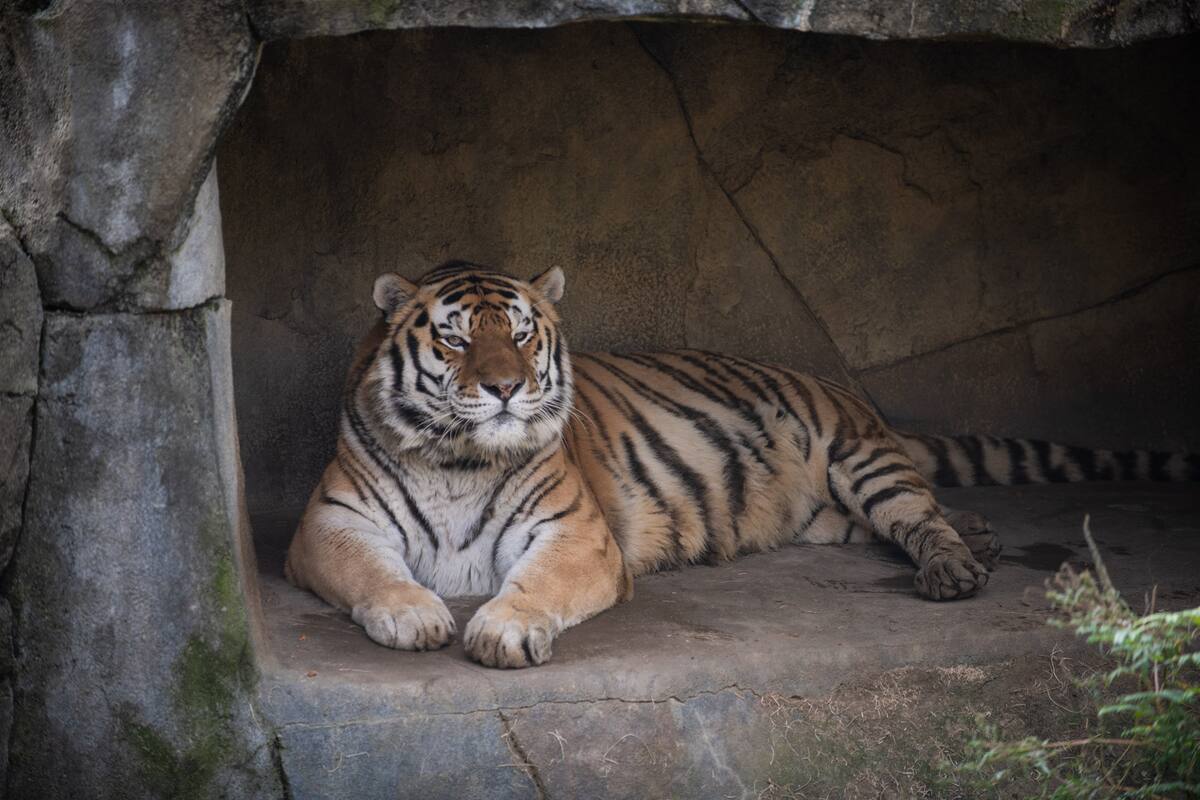 Júpiter, tigre siberiano, muere en zoológico de Ohio tras complicaciones por Covid-19