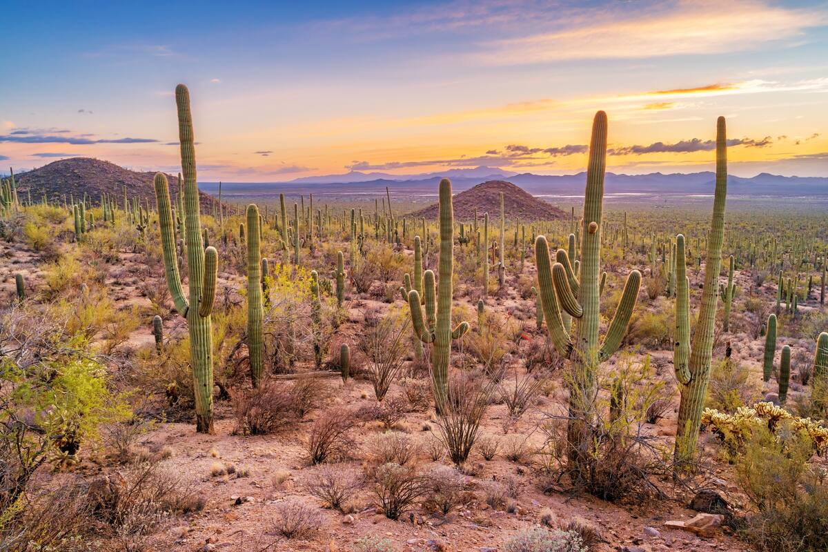Visita el Parque Nacional Saguaro y vive grandes aventuras