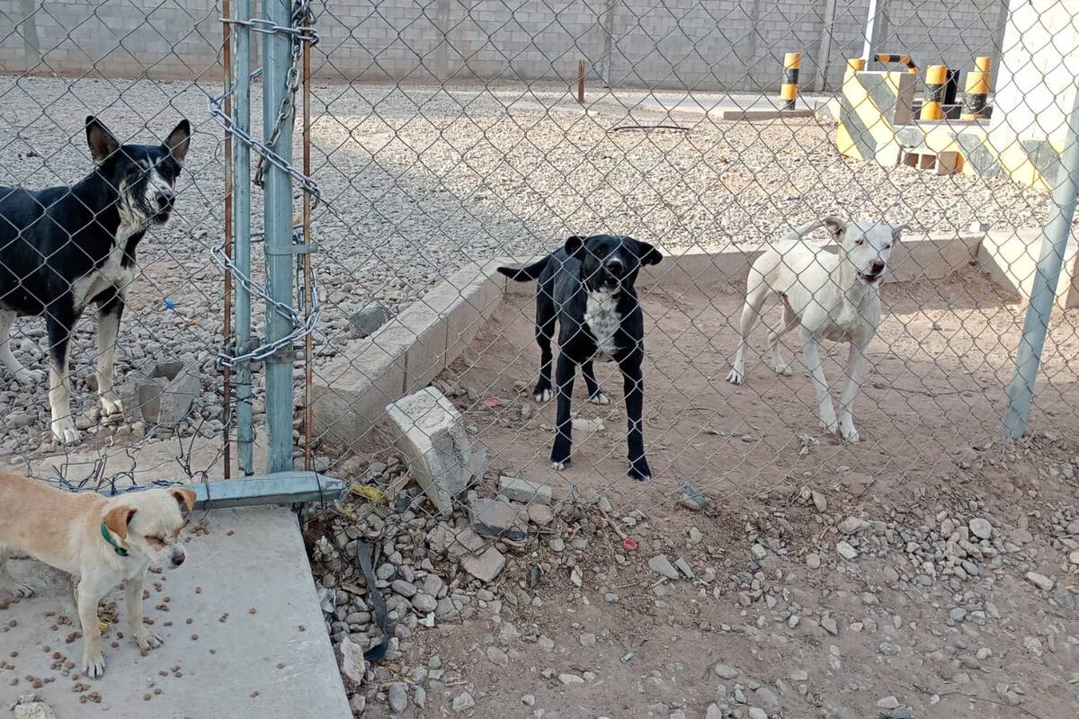 Presunto maltrato animal en gasera abandonada moviliza a la Policía Ecológica