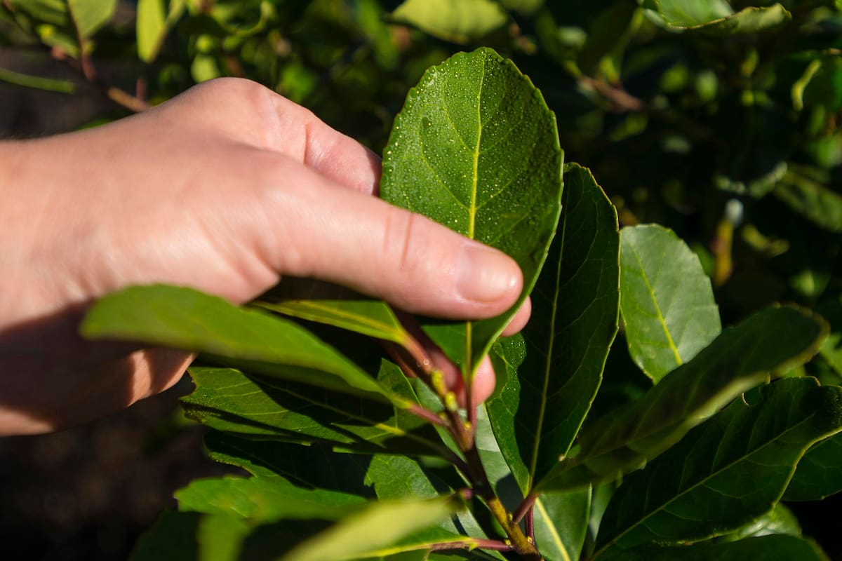 ¿Qué es la yerba mate y por qué es considerada un elixir natural?