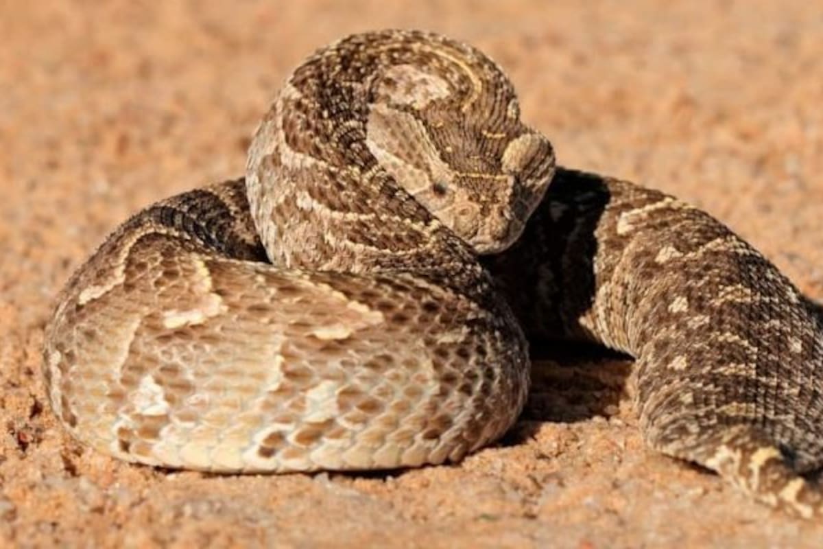Hombre en India mata a mordidas a serpiente que lo atacó mientras dormía