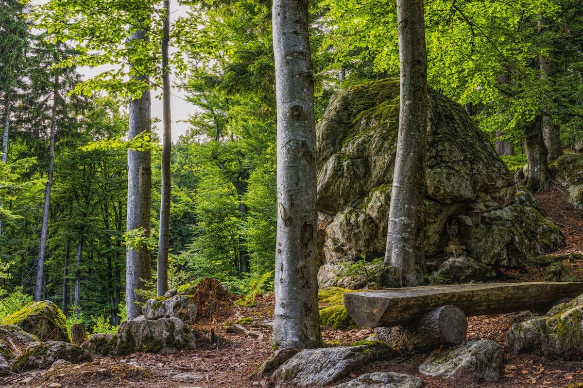 Qué pueden decir los árboles sobre sequías e inundaciones del pasado