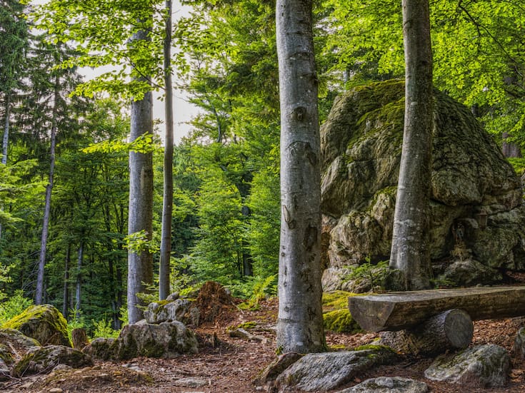 Qué pueden decir los árboles sobre sequías e inundaciones del pasado