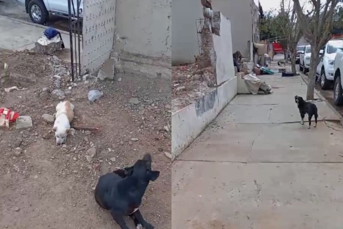 Piden apoyo para rescatar a 11 perritos en situación de abandono