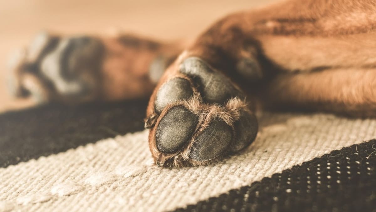 Rescatan 52 perros hacinados en un departamento de Guadalajara, vivían desnutridos, sin movilidad y en malas condiciones, ahora reciben atención veterinaria y se preparan para futura adopción