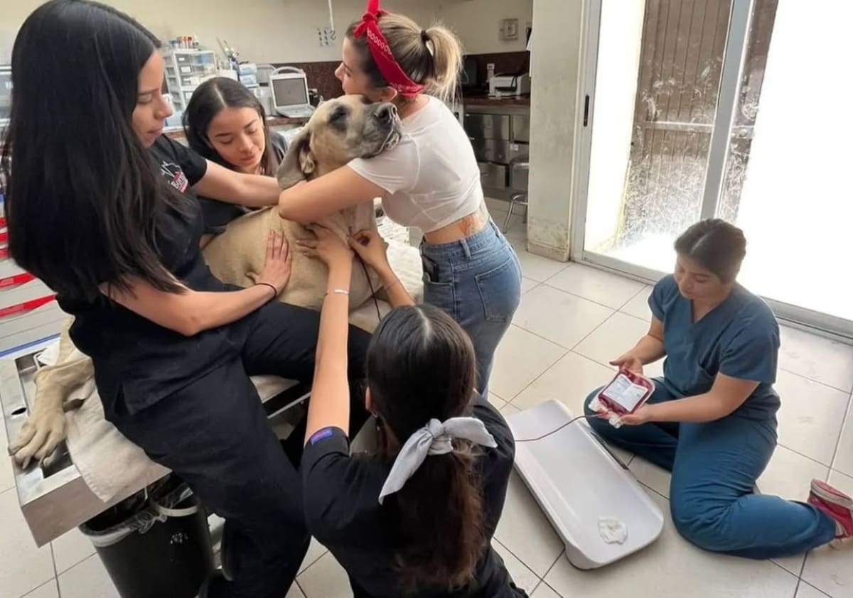 “Jefe”, Gran danés, es abrazado por su dueña Grecia Bernal durante una donación de sangre a otros perritos. FOTO: CORTESÍA