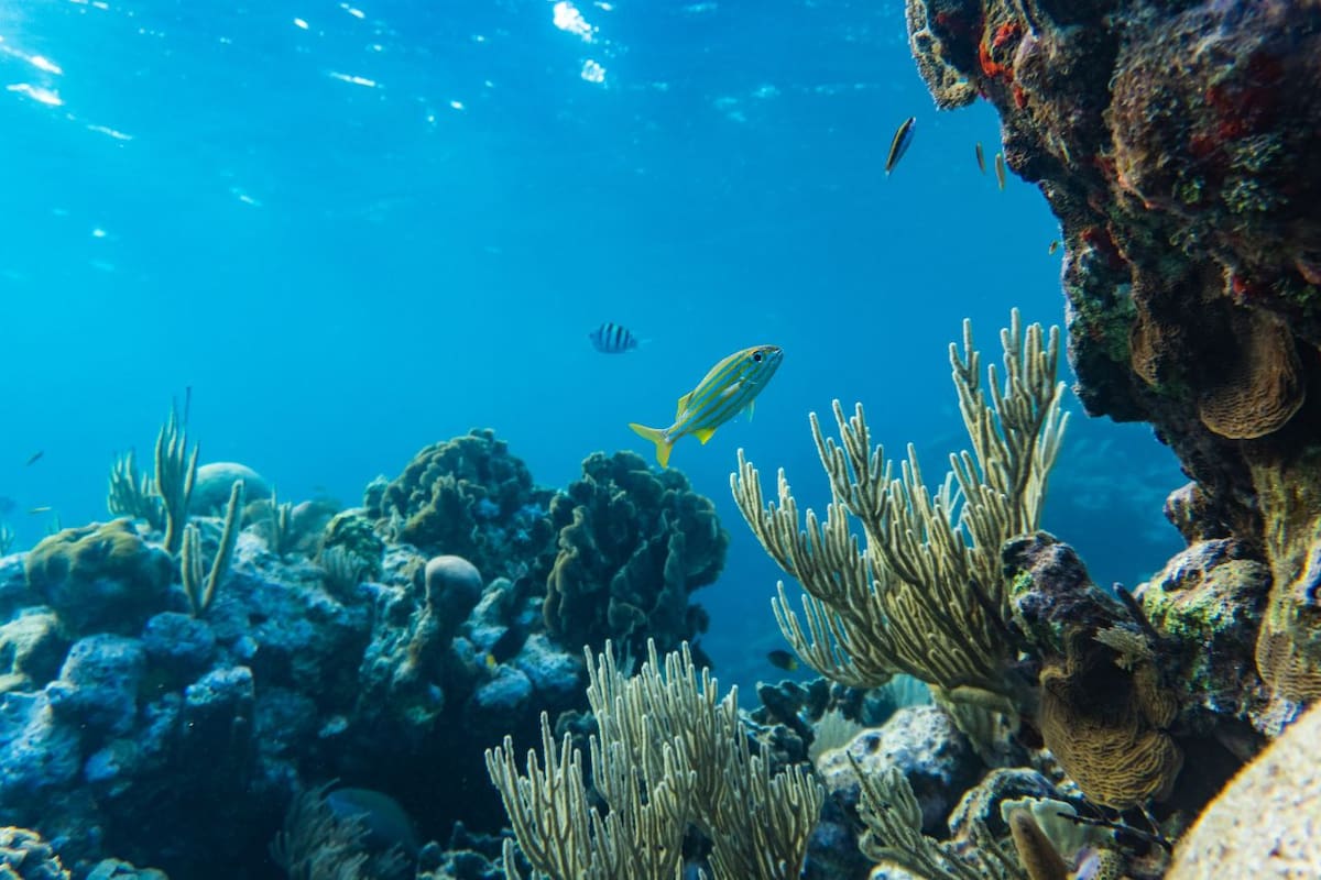 Tratado de Alta Mar: El acuerdo histórico que se convierte en ley para salvar los océanos
