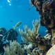 Tratado de Alta Mar: El acuerdo histórico que se convierte en ley para salvar los océanos