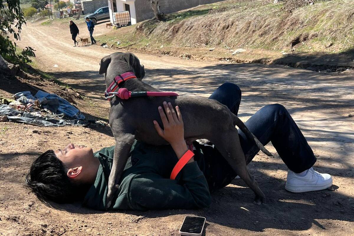 Fomentan la adopción con paseos caninos en Rosarito