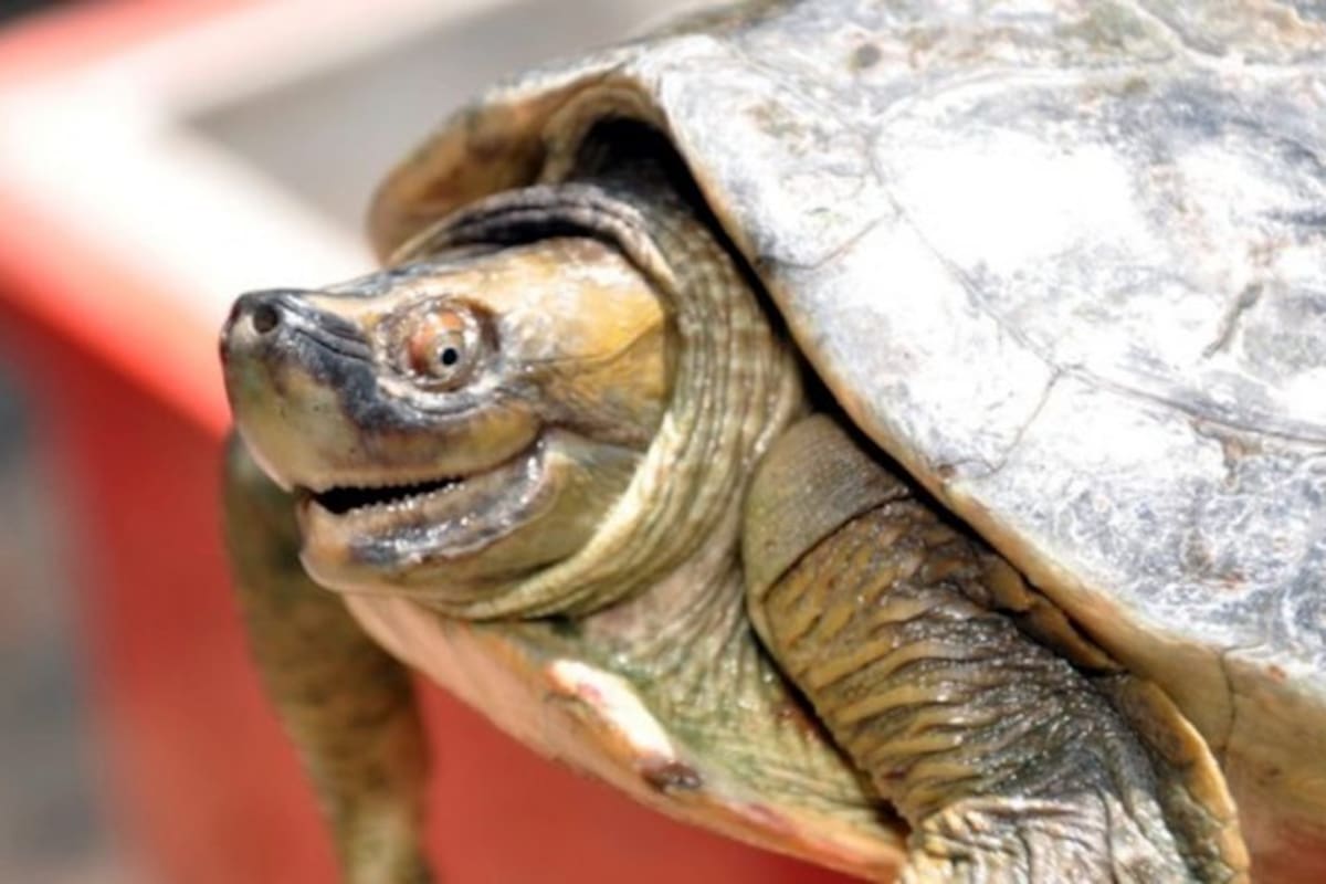 Reaparece tortuga de techo birmana que se creía extinta