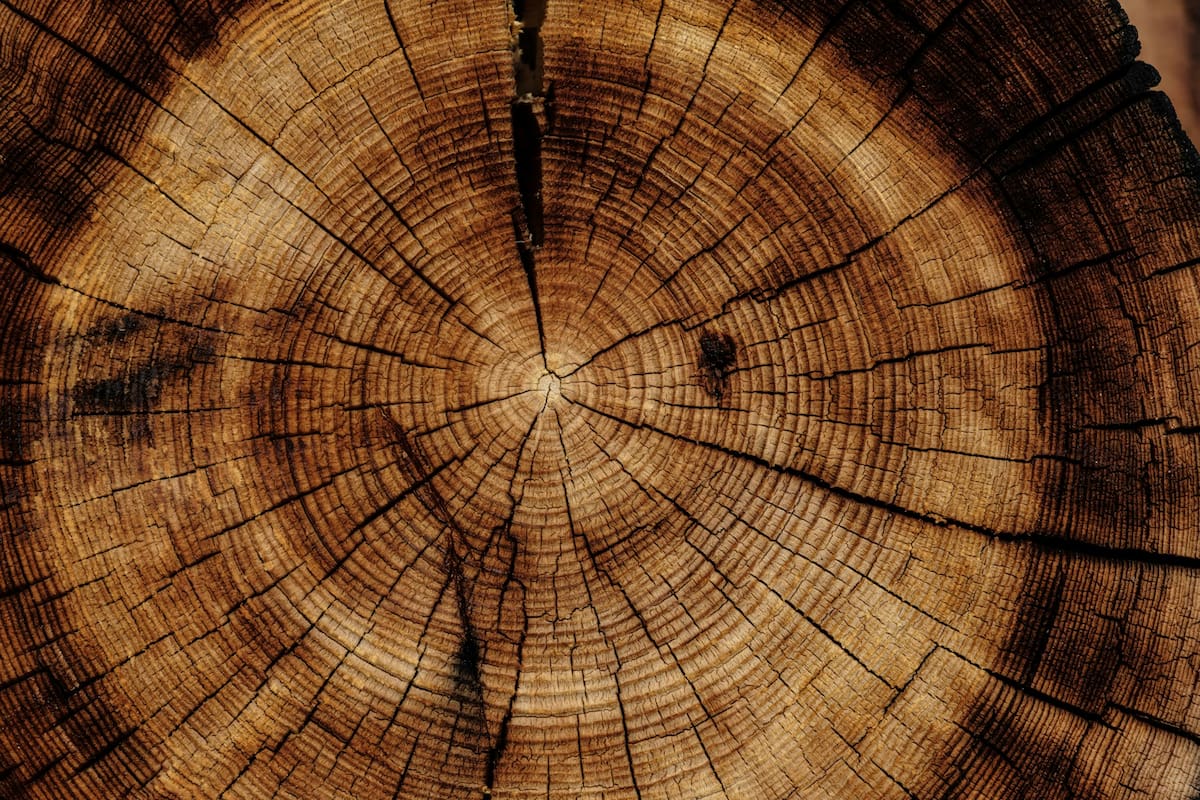 ¿Un nuevo tipo de madera? La ciencia descubre algo inesperado