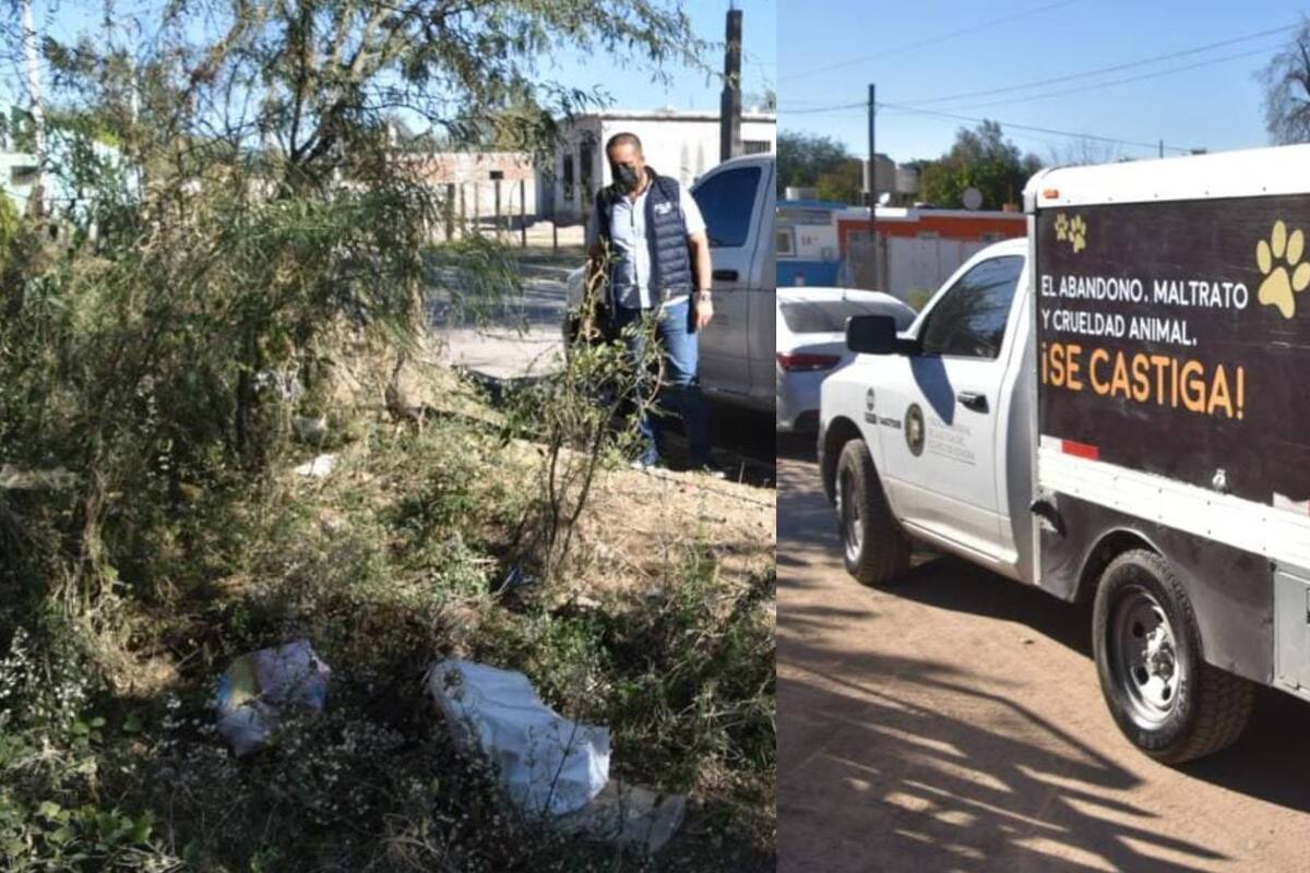 Habitantes denuncian envenenamiento de mascotas en Ures