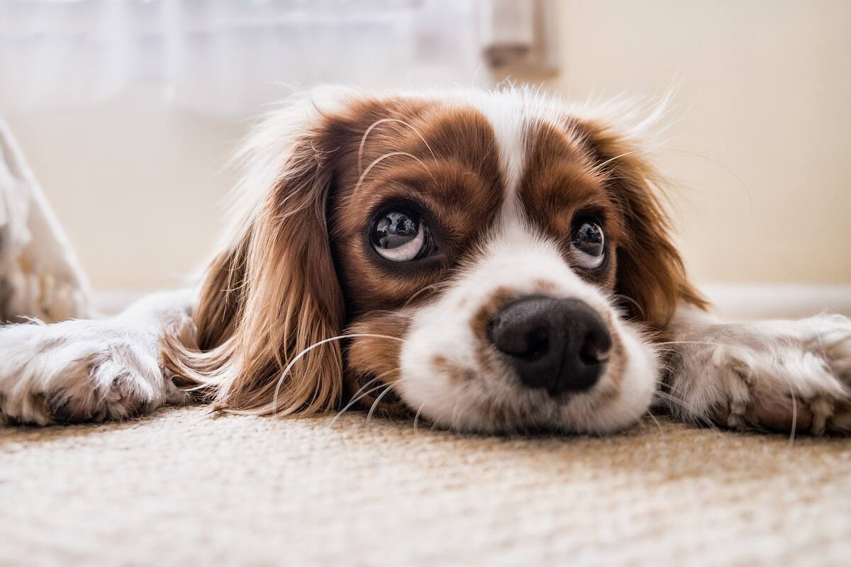 La tierna reacción del primer día de guardería de una perrita