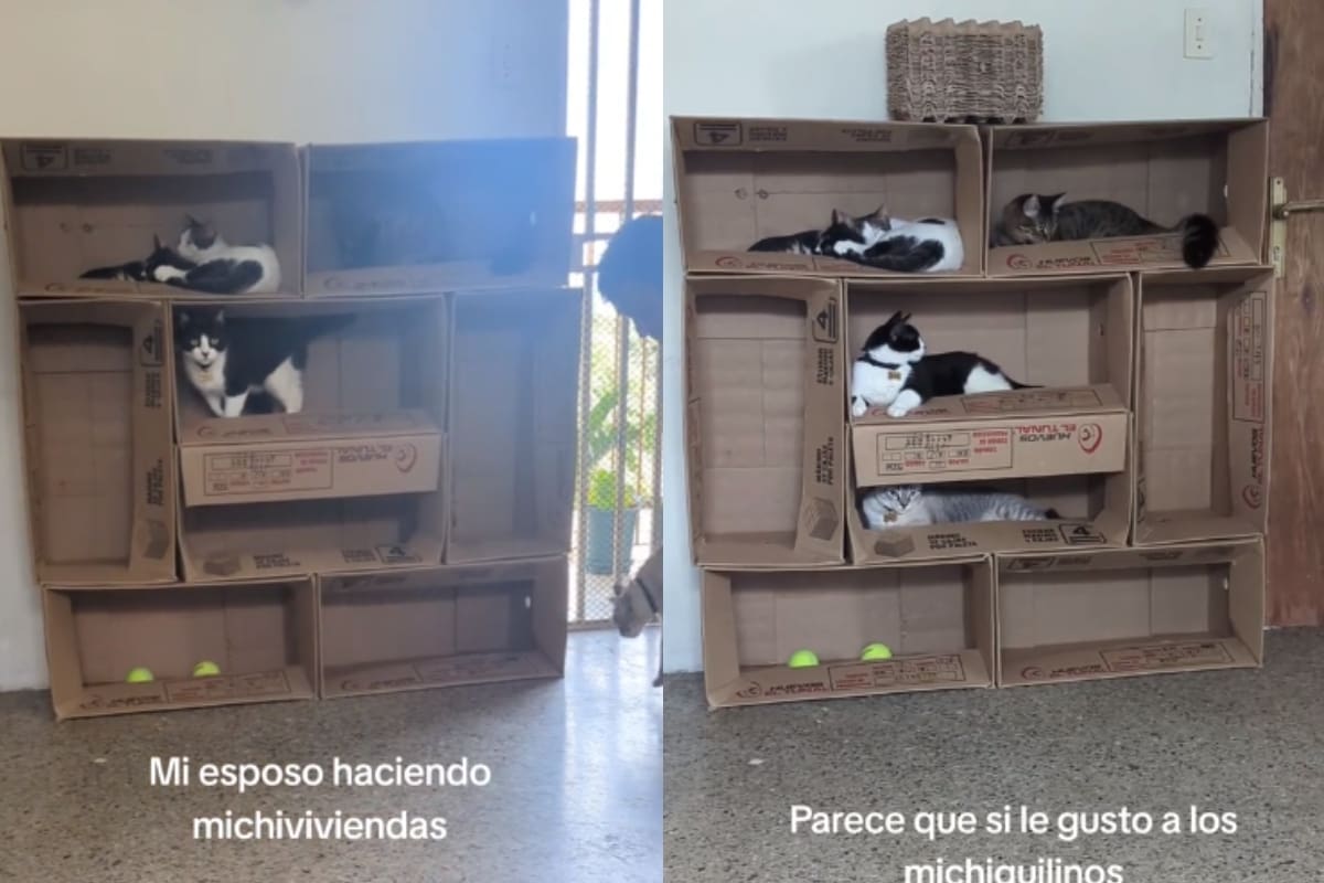 Conoce la ingeniosa idea viral para construirles una torre de cajas de cartón a tus gatos | TikTok