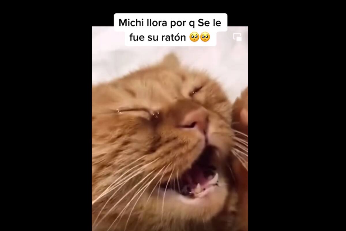 VIDEO TIKTOK: Gato "llora" porque se le escapa su ratón