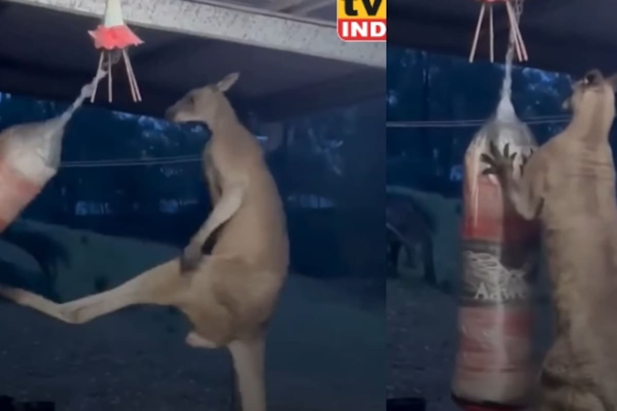 “Incluso se paró sobre su cola”: Canguro es captado entrenando con una bolsa de boxeo y causa sensación en redes