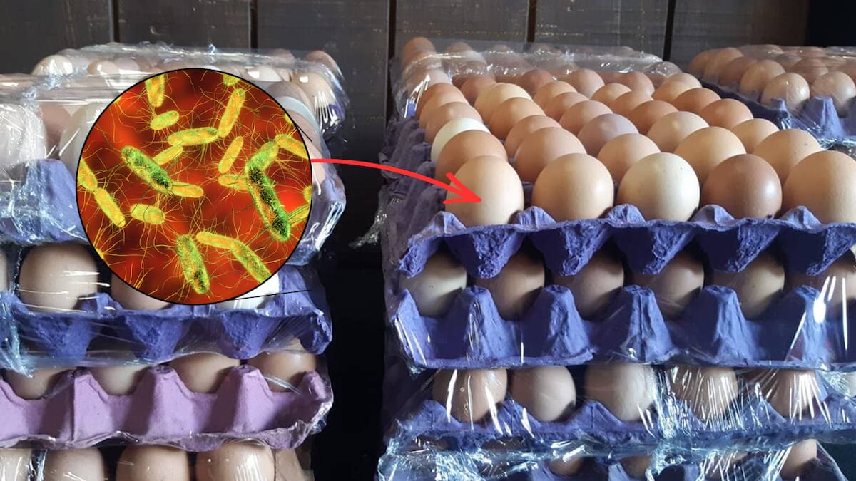 El retiro afecta más de 19 millones de huevos distribuidos en varios estados de Estados Unidos por un posible riesgo de contaminación con Salmonella.