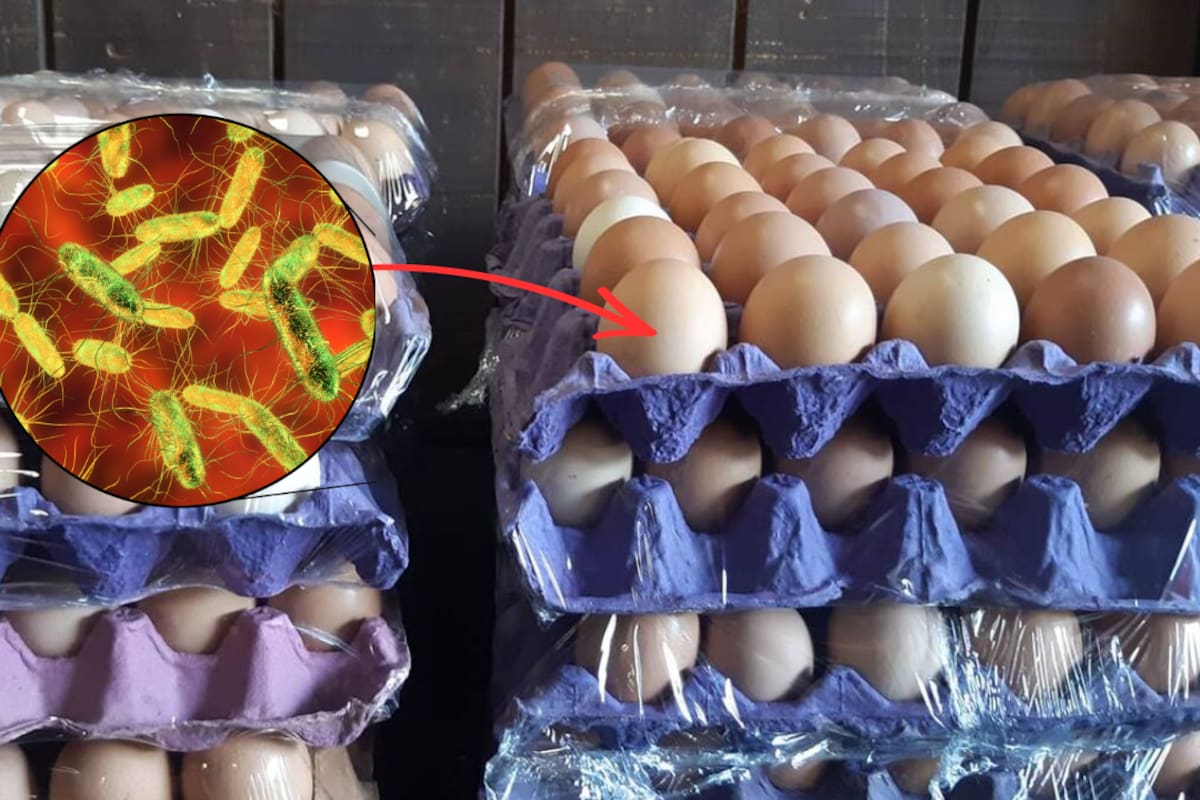 Más de 19 millones de huevos fueron retirados del mercado por un posible riesgo de contaminación con Salmonella, después de que autoridades detectaran productos distribuidos en varios estados de Estados Unidos y recomendaran no consumir los lotes afectados