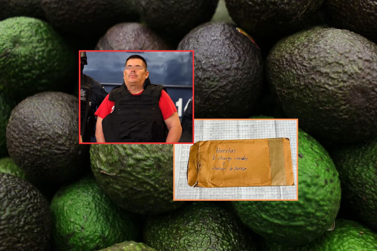 Huertas de aguacate vinculadas a La Familia Michoacana tienen permiso para exportar a China desde 2020 y abarcan 500 hectáreas en Michoacán