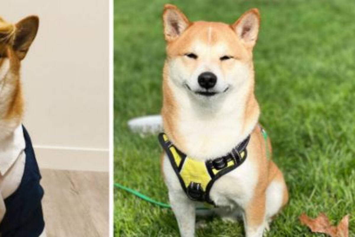 Disfrazó a su perro de Donald Trump y ganó en un concurso