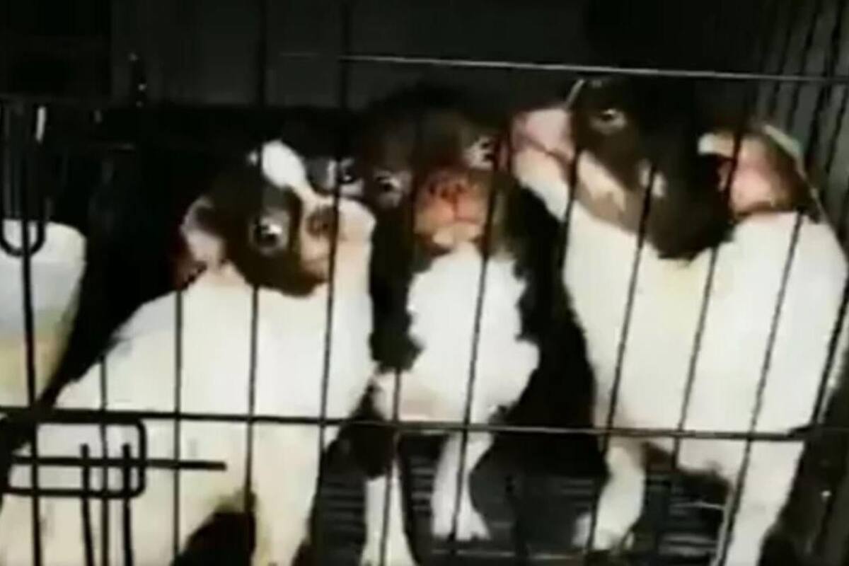 Cortan a 270 chihuahuas sus cuerdas vocales; detienen a 2 veterinarios