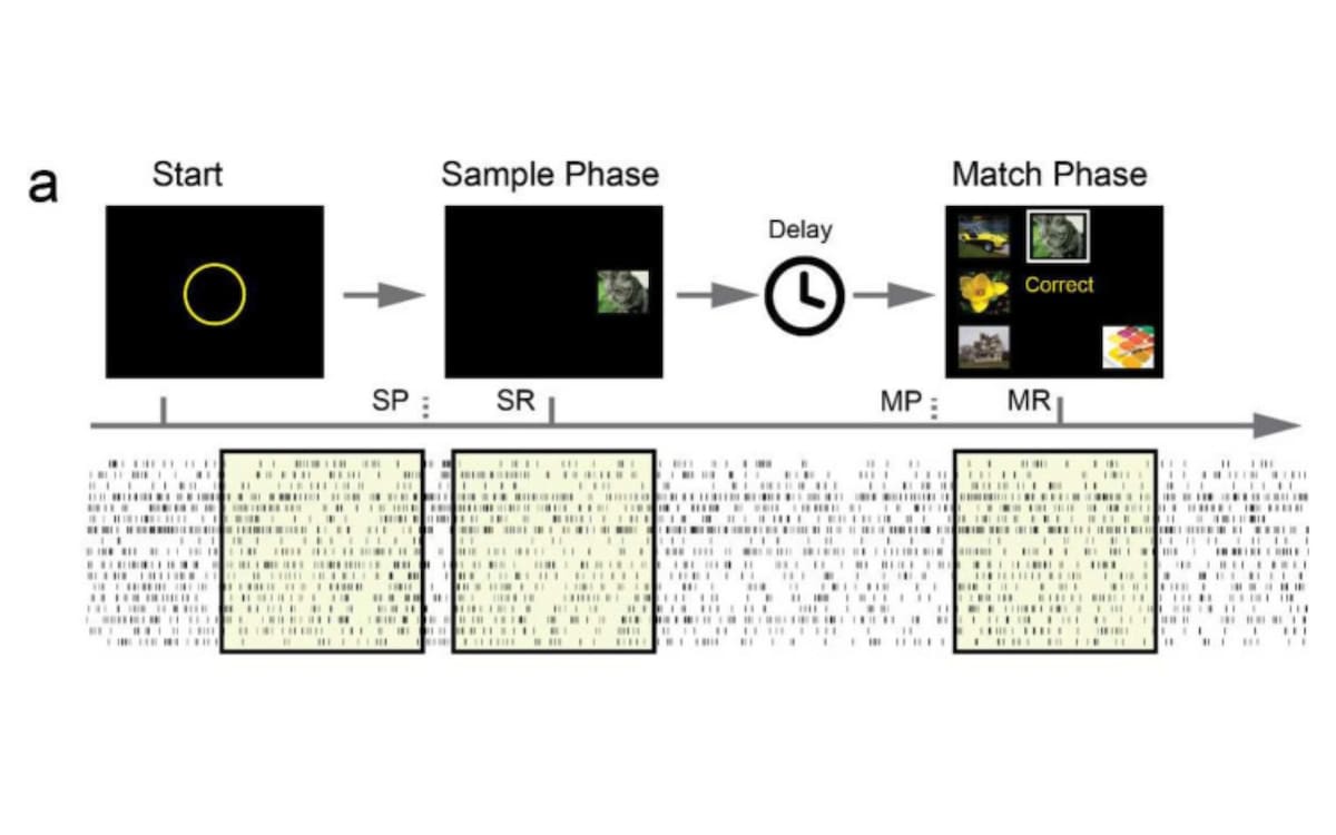 Secuencia de la prueba de memoria: Etapas de la tarea cognitiva (Delayed Match-to-Sample) realizada por los pacientes, alineadas con el registro en tiempo real de las ráfagas eléctricas emitidas por las neuronas del hipocampo.