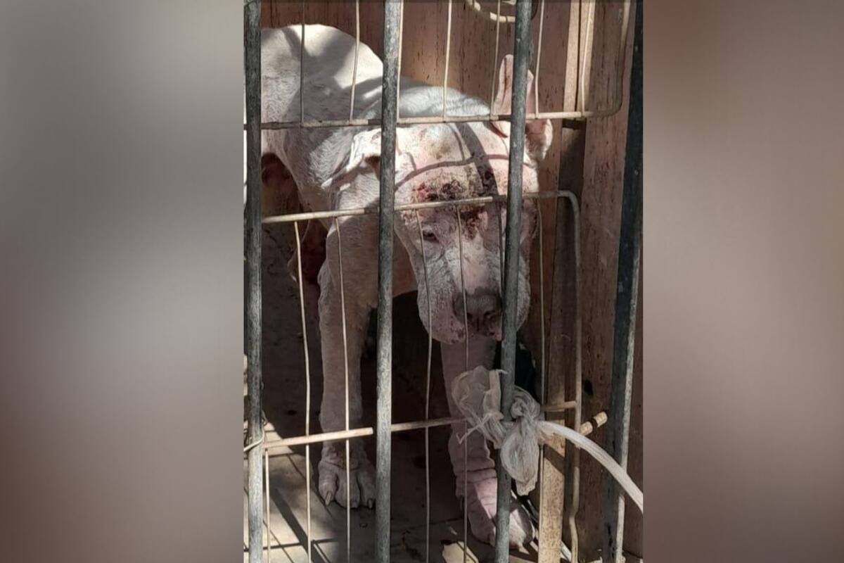 Vinculan a proceso a mujer por maltrato animal