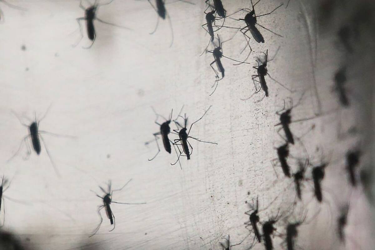 Casos de dengue no disminuyen en Jalisco