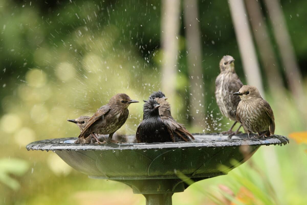 Así es como puedes echarle una mano a los pájaros en esta época de calor