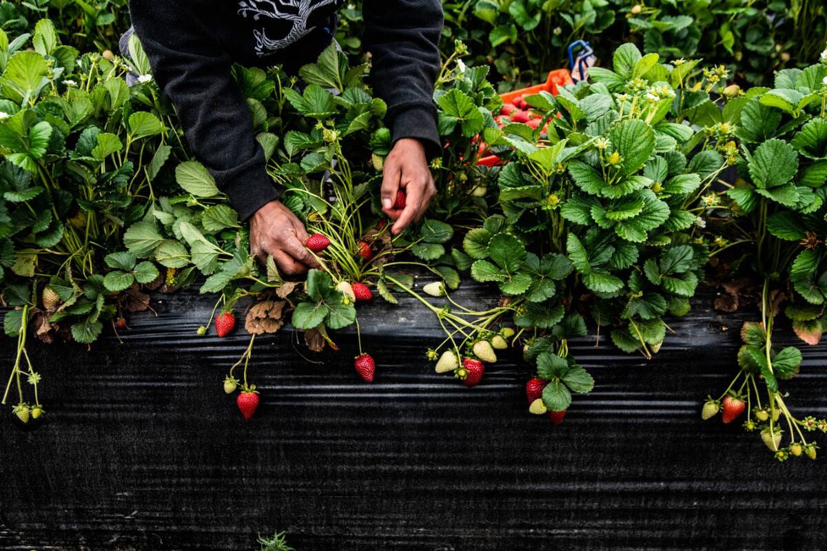 Productores de fresa en Ensenada tuvieron pérdidas por bajas ventas