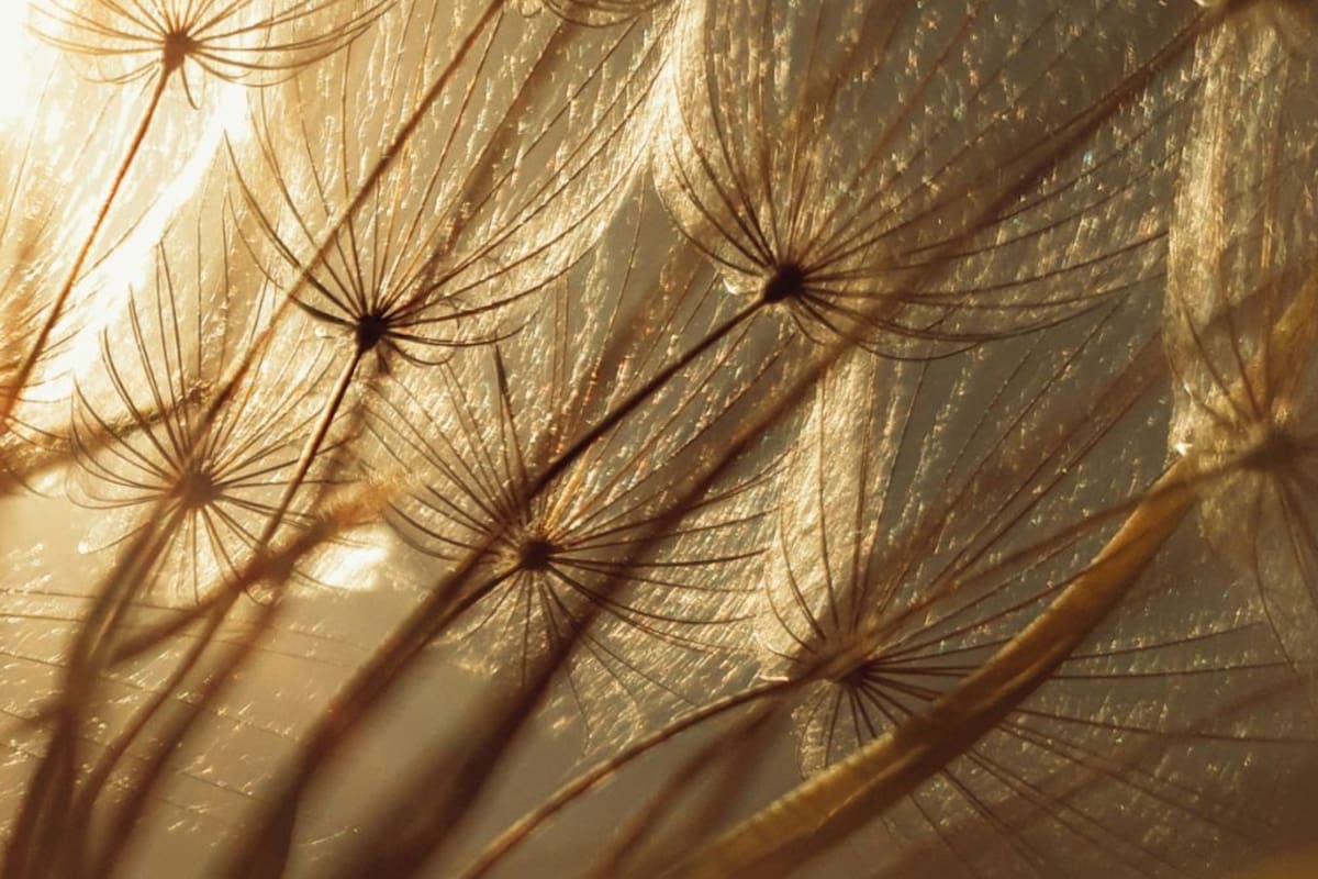 ¿Qué hay de cierto en el estudio de la raíz de diente de león contra el cáncer? Lo que la ciencia probó en laboratorio y lo que aún falta en humanos