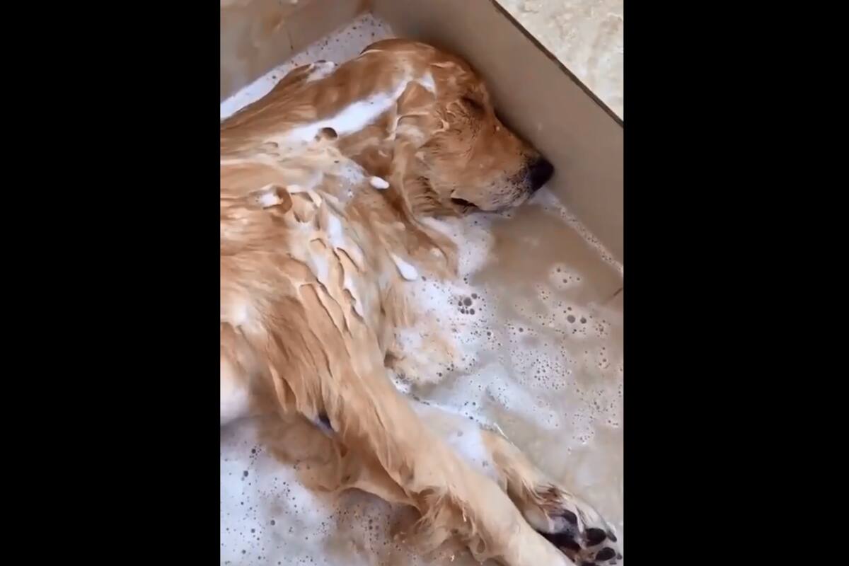 VIRAL: Peluquería canina comparte video de como se relajan los perros cuando los bañan