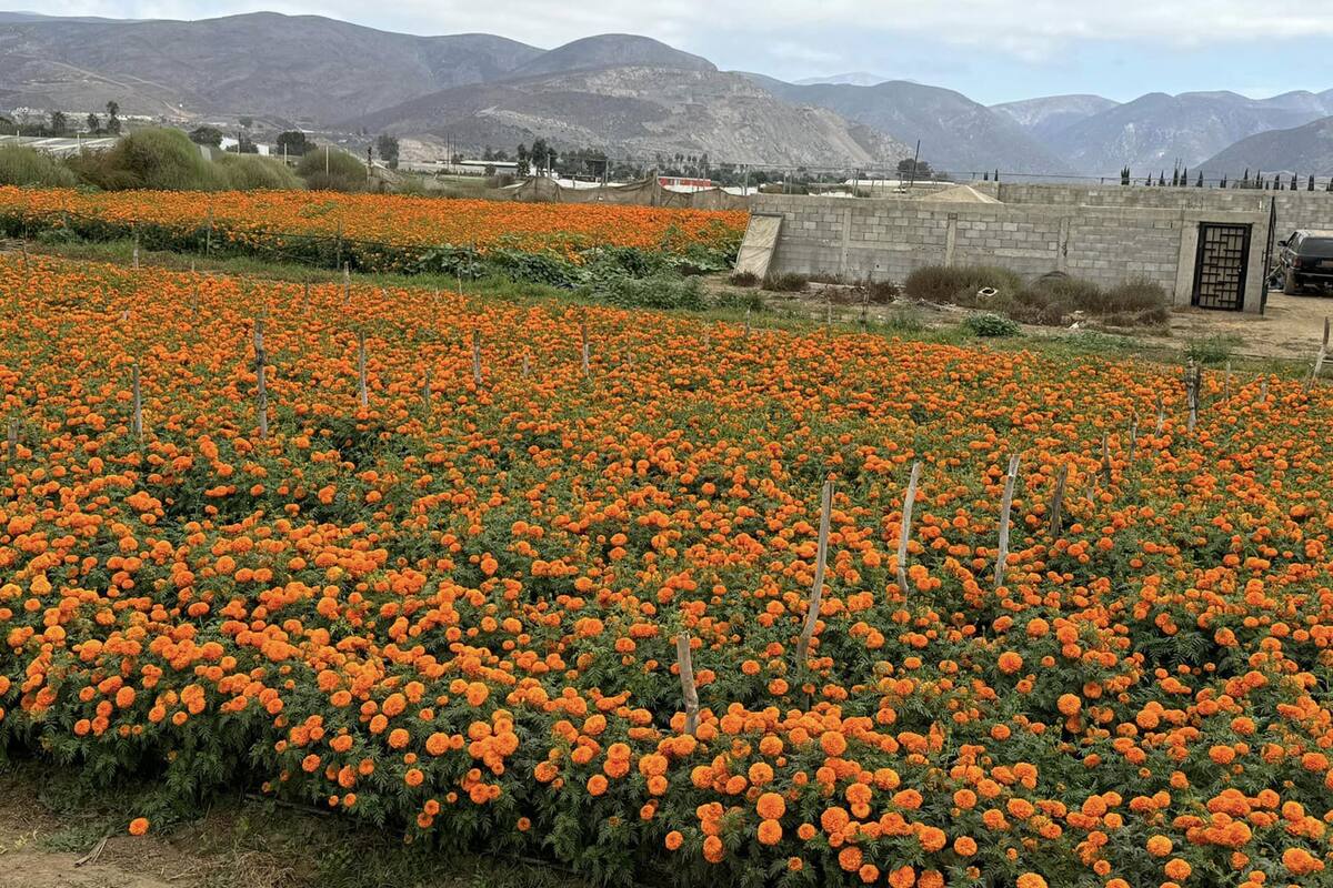 Siembra de flor de cempasúchil alcanza 19 hectáreas en BC