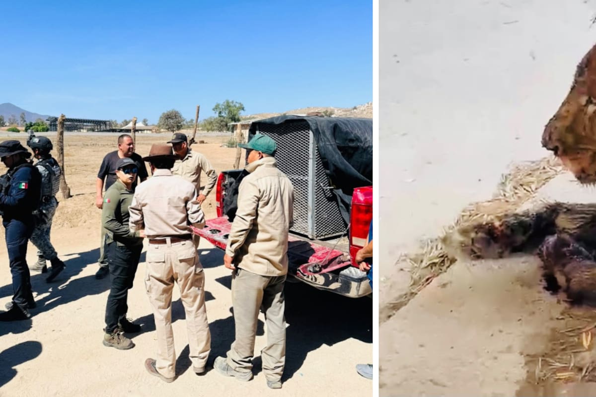 Investigan origen de león herido localizado en Valle Redondo