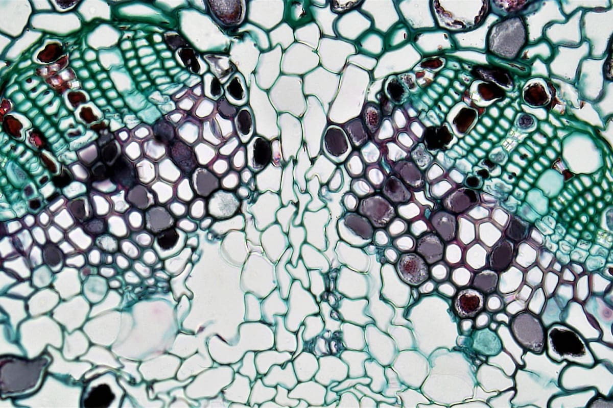 ¿Qué es el canibalismo celular y cómo lo necesitan las células madre para mantener los tejidos sanos?