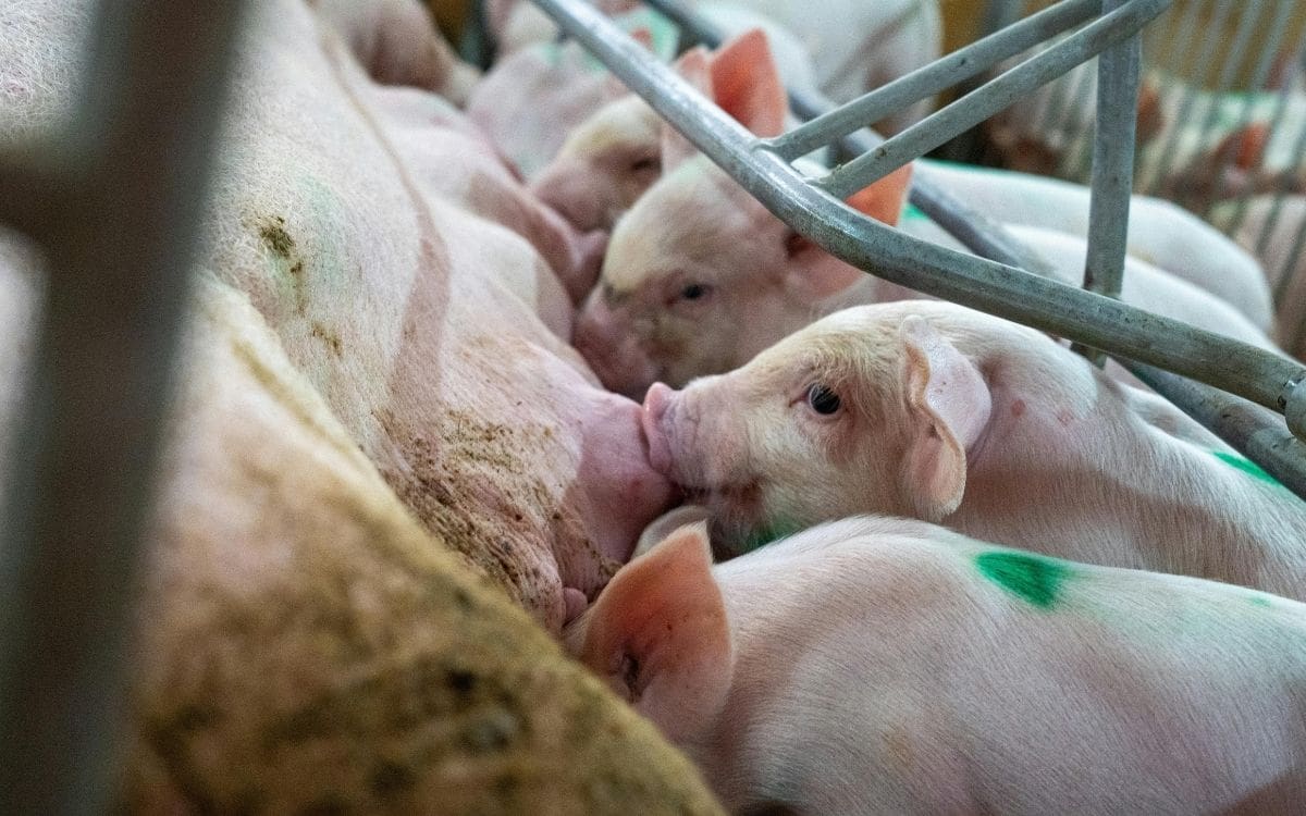 México suspende importaciones de cerdos vivos y vísceras desde EEUU tras detectar brotes de pseudorrabia en Texas e Iowa que amenazan a la industria porcina nacional. | Crédito: Canva