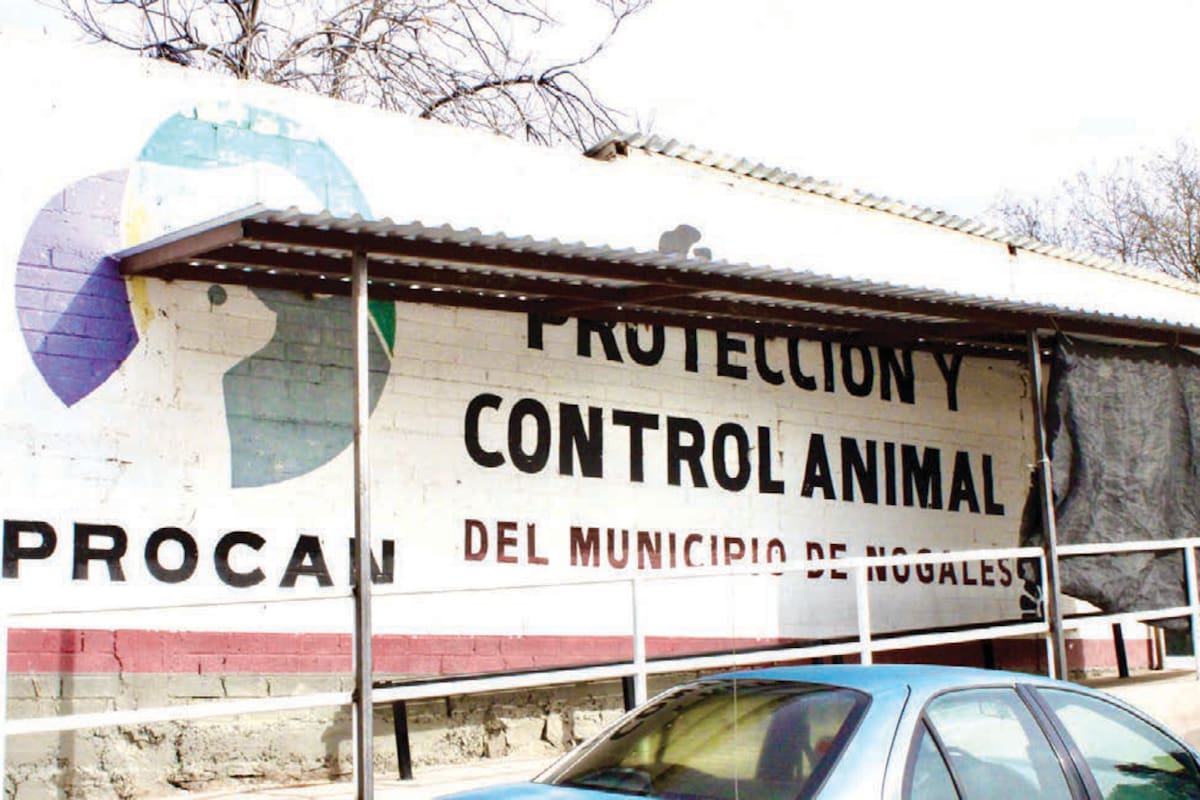 Ofrecen vacunación antirrábica y esterilización gratuita para mascotas en Nogales: días, horarios y requisitos