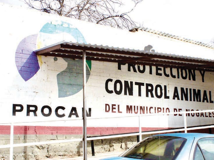 Ofrecen vacunación antirrábica y esterilización gratuita para mascotas en Nogales: días, horarios y requisitos