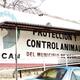 Ofrecen vacunación antirrábica y esterilización gratuita para mascotas en Nogales: días, horarios y requisitos