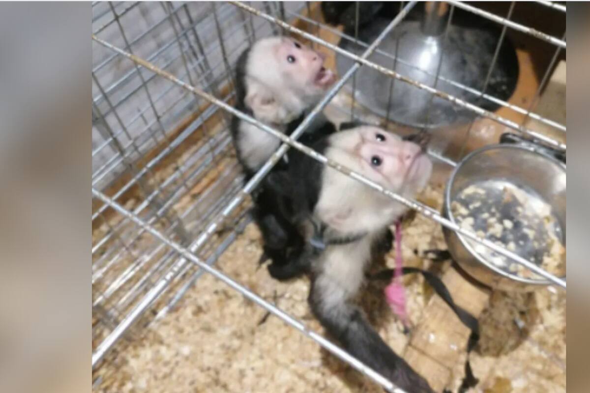 Rescatan monos capuchinos enjaulados en la Alcaldía Cuauhtémoc