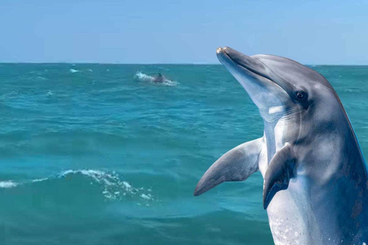 Reportan avistamiento de 100 delfines en Tamaulipas: Qué significa su presencia y cómo observarlos sin ponerlos en riesgo