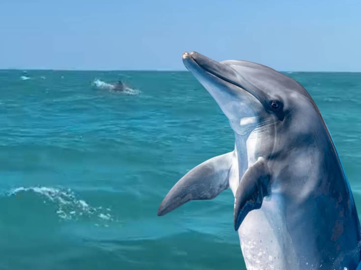 Reportan avistamiento de 100 delfines en Tamaulipas: Qué significa su presencia y cómo observarlos sin ponerlos en riesgo