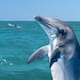 Reportan avistamiento de 100 delfines en Tamaulipas: Qué significa su presencia y cómo observarlos sin ponerlos en riesgo