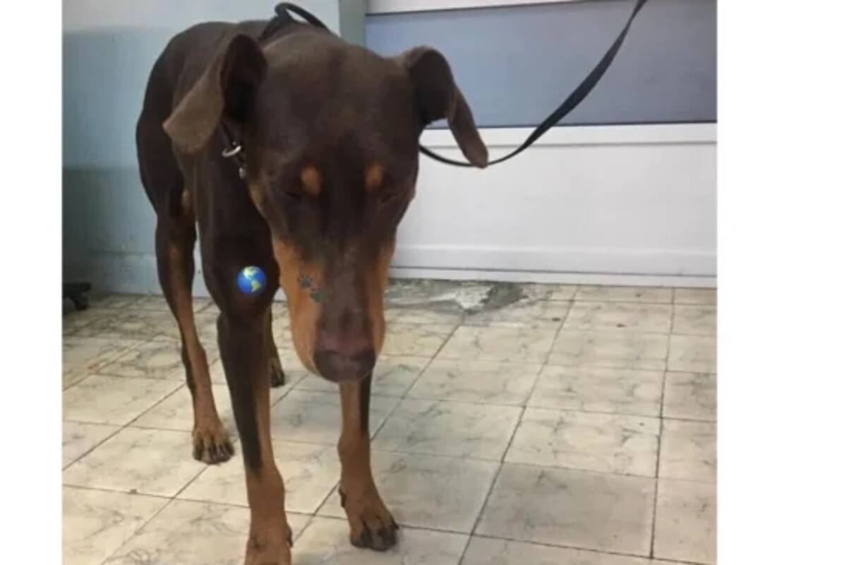 Tras violar a perrita doberman giran orden de captura en su contra