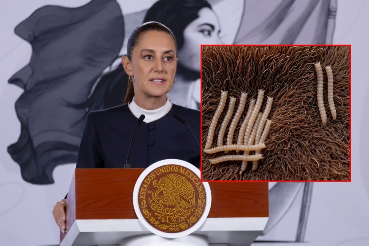 Sheinbaum afirma que habrá recursos necesarios para que Senasica combata plaga de gusano barrenador