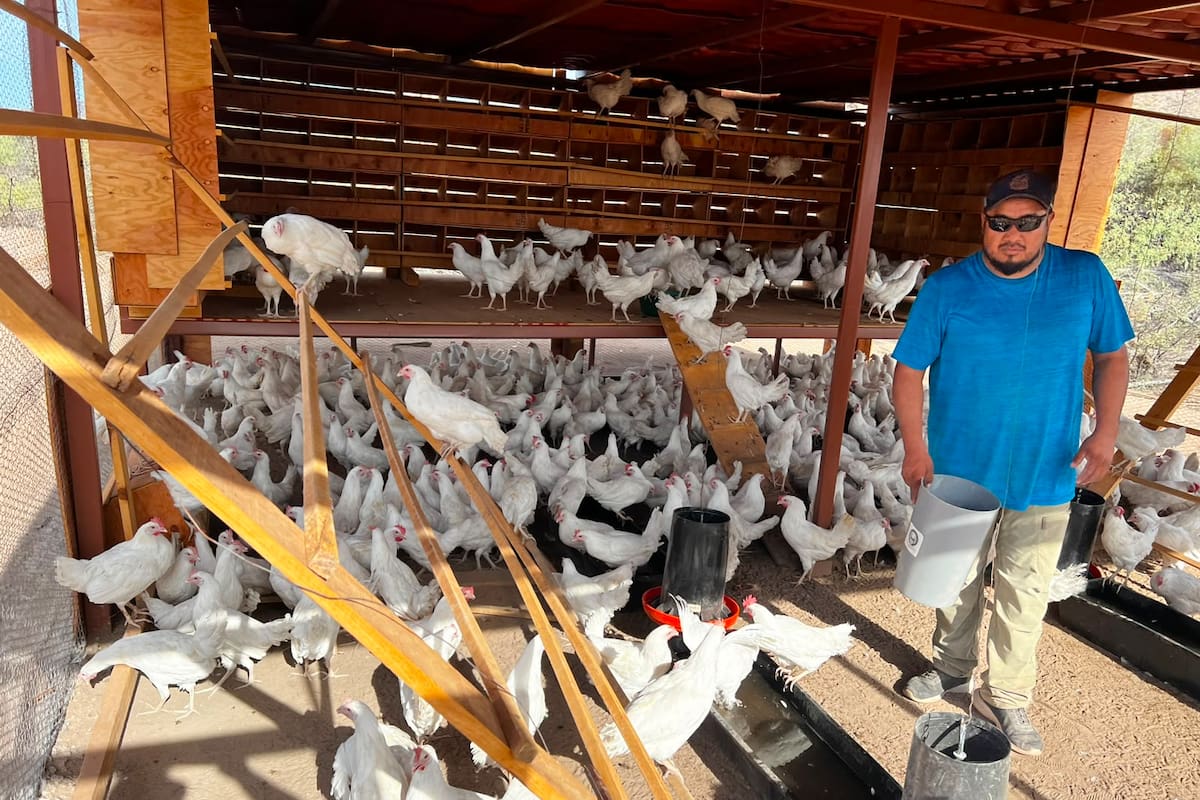 Comunidad Comcáac crea gallinero comunitario para llevar huevos orgánicos a niños indígenas de Sonora