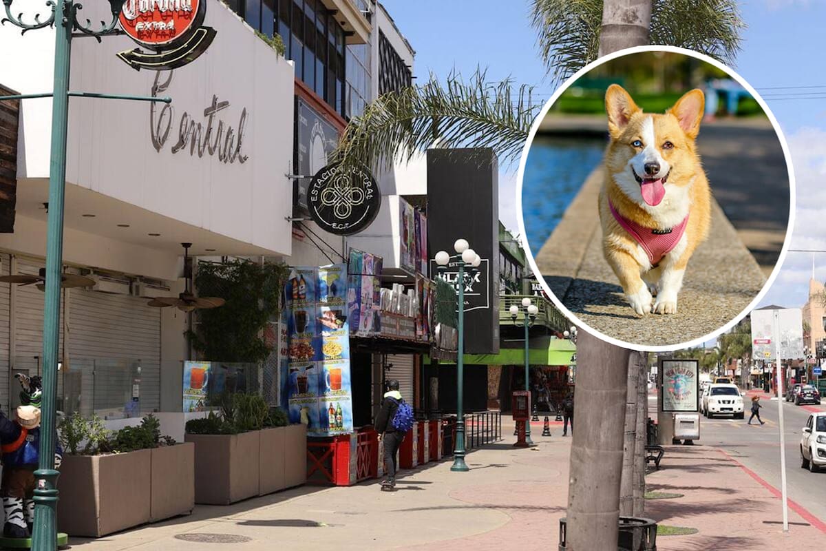 Negocios “pet friendly”, cada vez más buscados por turistas en Tijuana