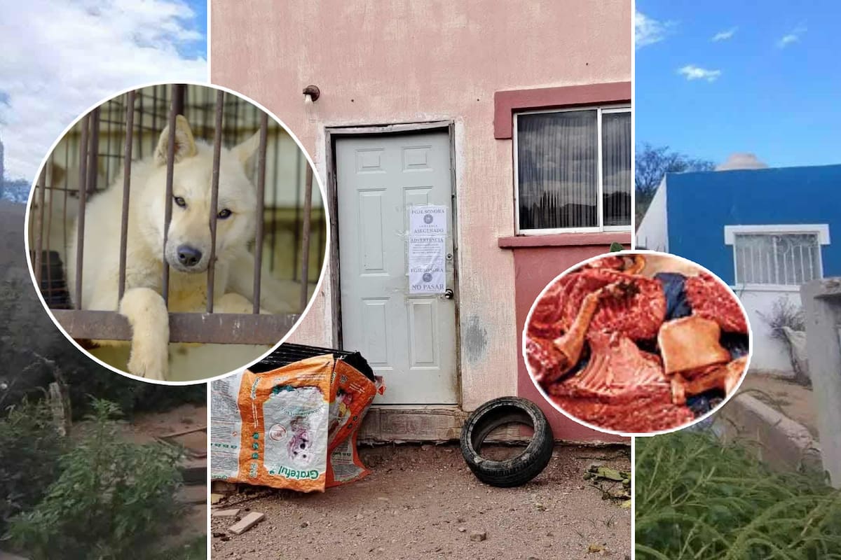 ¿Era de perro? FGJE aclara qué tipo de carne se encontró en casa con 54 canes