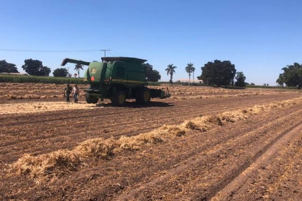 Tiene rendimientos de medios a buenos trigo del VY, sigue esperando buen precio