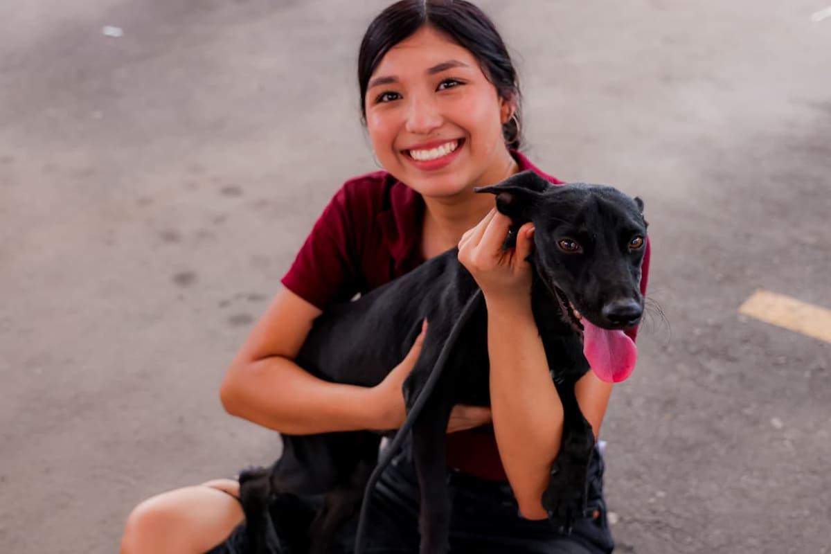 Buscan hogar para 230 perros y gatos rescatados en Mexicali